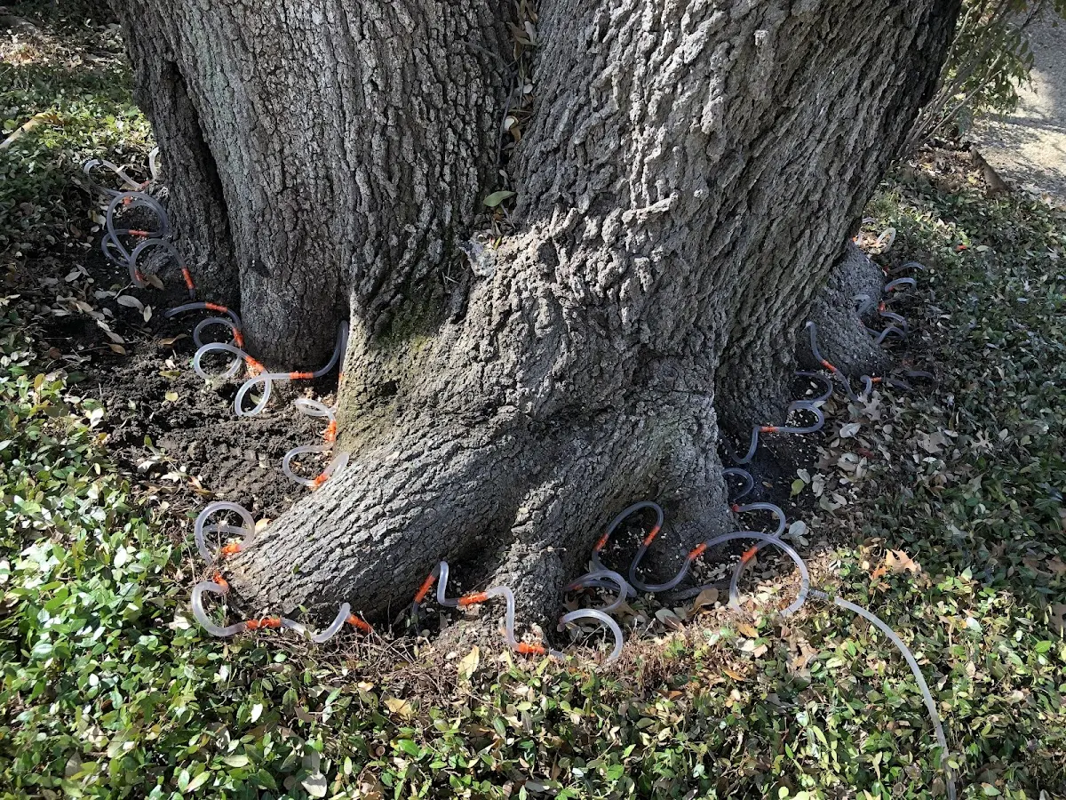 Detailed Tree Cabling and Bracing job site in Eloy